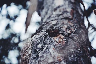 Close-up of tree trunk