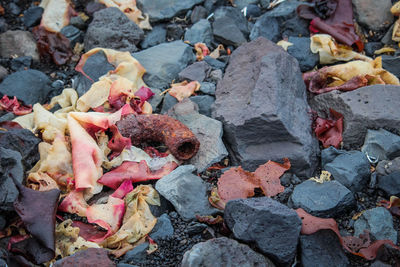 High angle view of autumn leaves on rocks