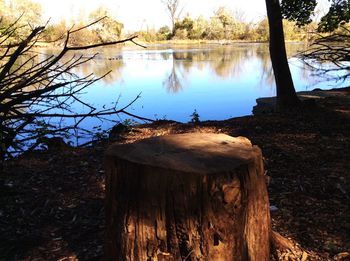 Wooden posts on tree stump by lake in forest