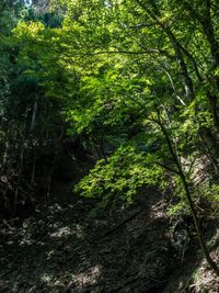 Trees in forest