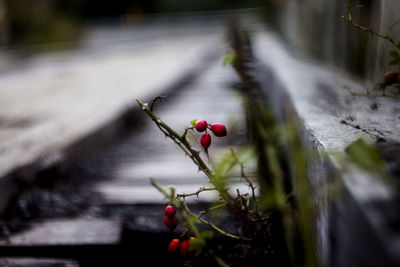 Close-up of red berries growing on plant
