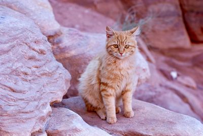 Portrait of cat sitting on rock