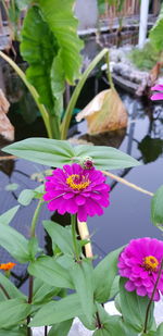 Close-up of pink lotus water lily