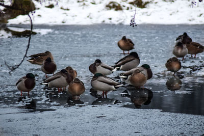 Flock of birds in lake during winter