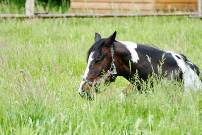 Horse lying on grassy field