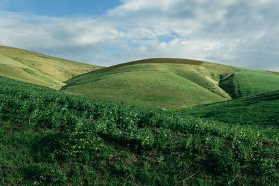 Scenic view of agricultural field against sky