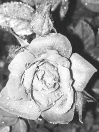 Close-up of water drops on flower