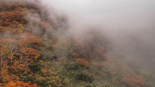 Scenic view of forest against sky