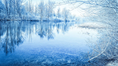 Reflection of bare trees in water