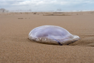 Dead jellyfish on the sand beach near the sea.