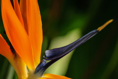 Close-up of orange paradise flower, madeira, portugal