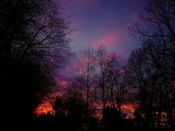 Low angle view of silhouette trees against sky at night