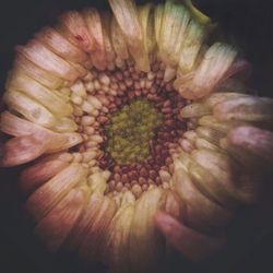 Close-up of hand holding flower