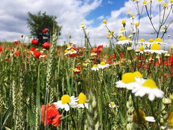 Close-up of poppy flowers blooming in field