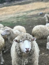 Sheep in a field