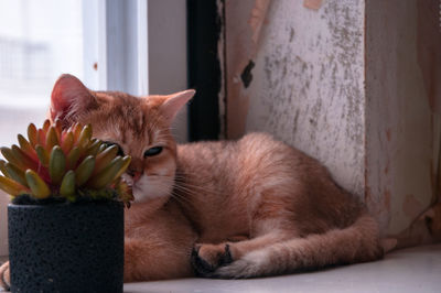 Cat lying on floor at home