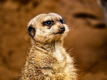 Close-up of an animal looking away, meerkat
