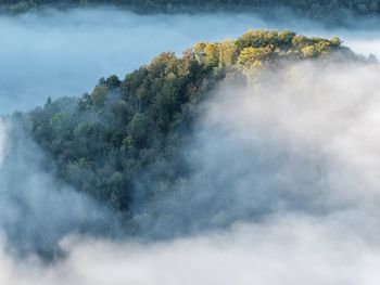 Scenic view of tree against sky