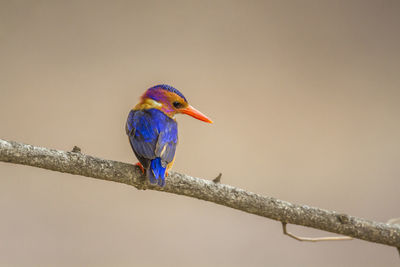 Close-up of bird perching on branch