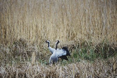 Swan in a field