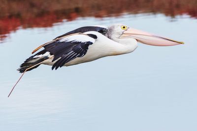 Side view of a pelican bird over a  lake