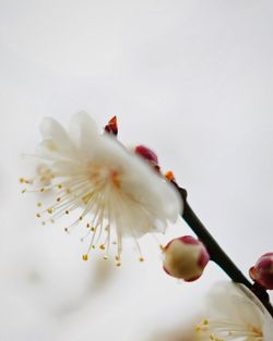 Close-up of white flowers