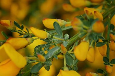 Close-up of yellow flowers growing on plant