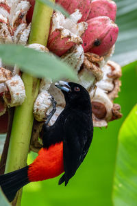 Close-up of bird