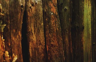 Full frame shot of tree trunk