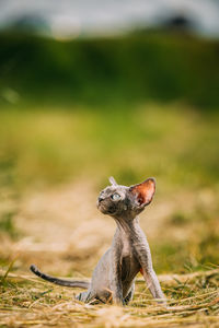 Close-up of squirrel on field