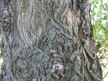 Full frame shot of tree trunk