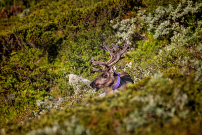 Deer on green field