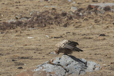 Vulture perching on rock