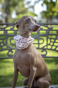 Close-up of dog looking away