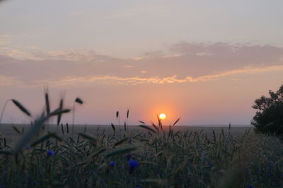 Scenic view of field against cloudy sky