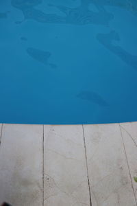 High angle view of fish swimming in sea