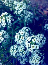 Close-up of white flowers blooming outdoors