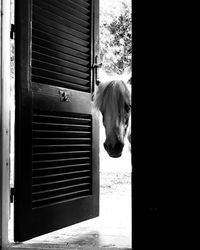 Dog in front of door