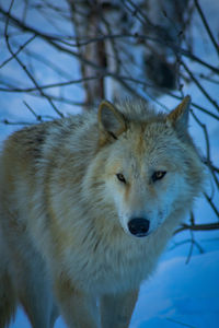 animal