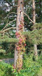 Flowers growing on tree in forest