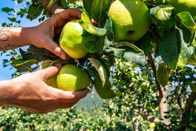 Cropped image of hand holding fruits