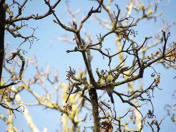 Low angle view of flowering tree