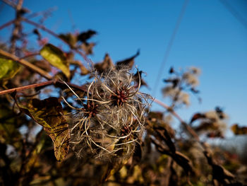 Close-up of dried plant against clear sky
