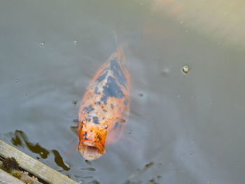 High angle view of fish swimming in lake