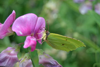 Close-up of insect on pink flowering plant