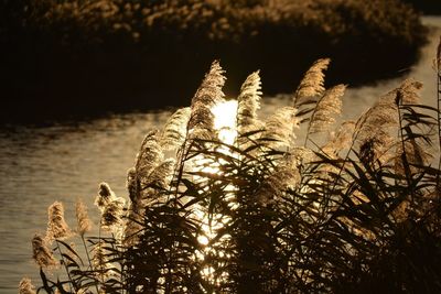 Close-up of water against sky at sunset