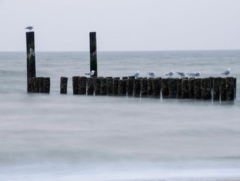 Seagulls perching on wooden posts in sea against sky