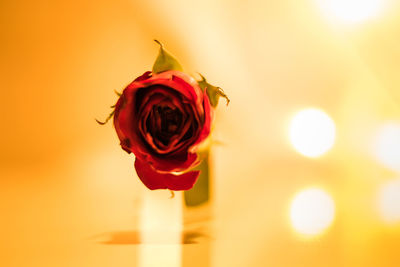 Close-up of rose against blurred background