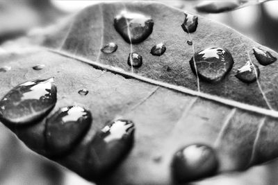 Extreme close up of leaf