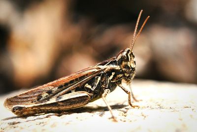 Wild grasshopper